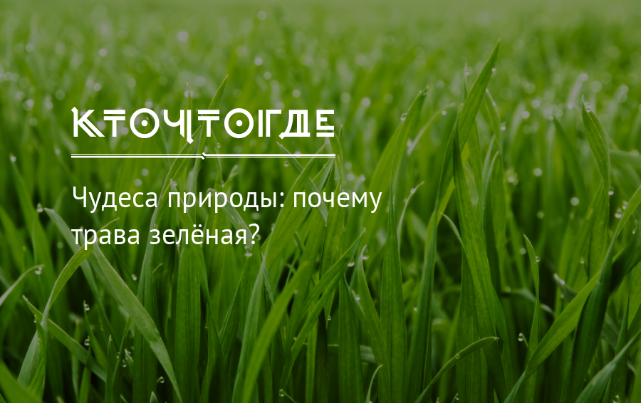 Почему трава зелёная, а небо голубое? непростые ответы на детские вопросы