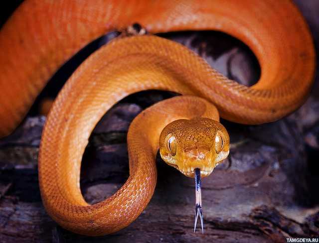 Почему у змеи раздвоенный язык?