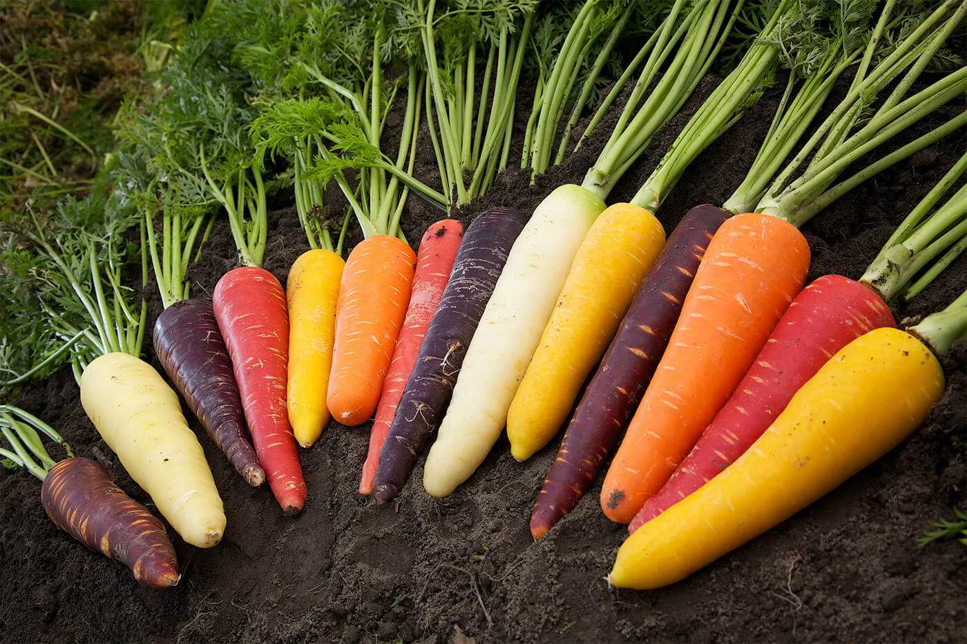 Истории происхождения самых популярных овощей :: инфониак