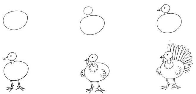 Индюк картинки для детей. как нарисовать индюшонка ребенку карандашом поэтапно