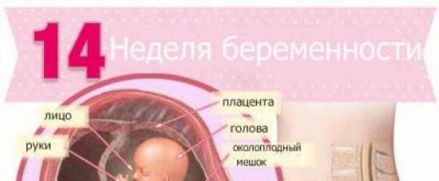 13 неделе беременности плацента. Беременность в 14. Размер ребенка на 13 неделе беременности.