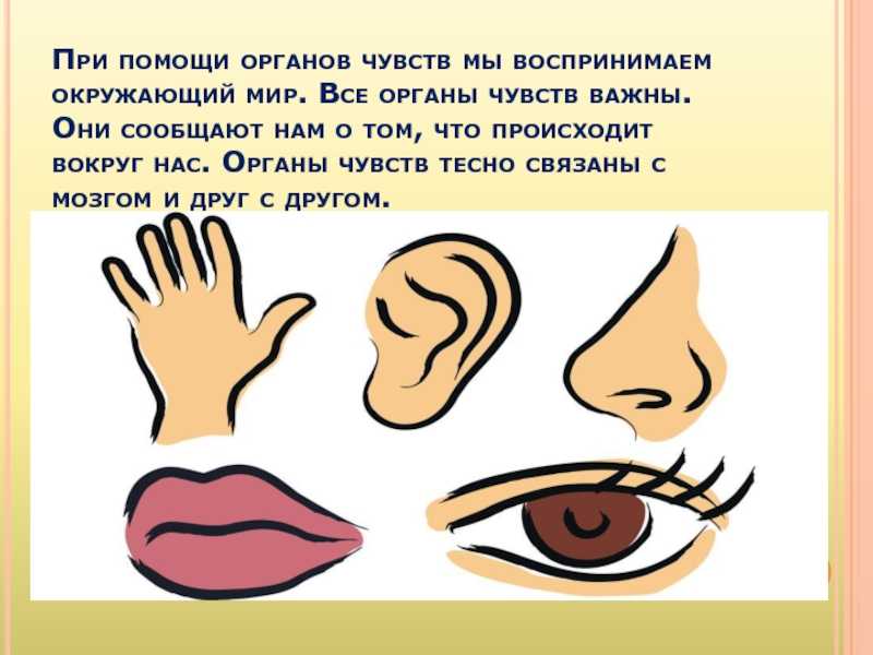 Органы зрения человека необычайно важны для нас Мы видим мир при помощи глаз Без зрения человек не смог бы полноценно работать, учиться, приносить п