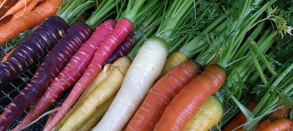 Салат любовница со свеклой и морковью - разные по вкусовым ощущениям компоненты: рецепт с фото и видео