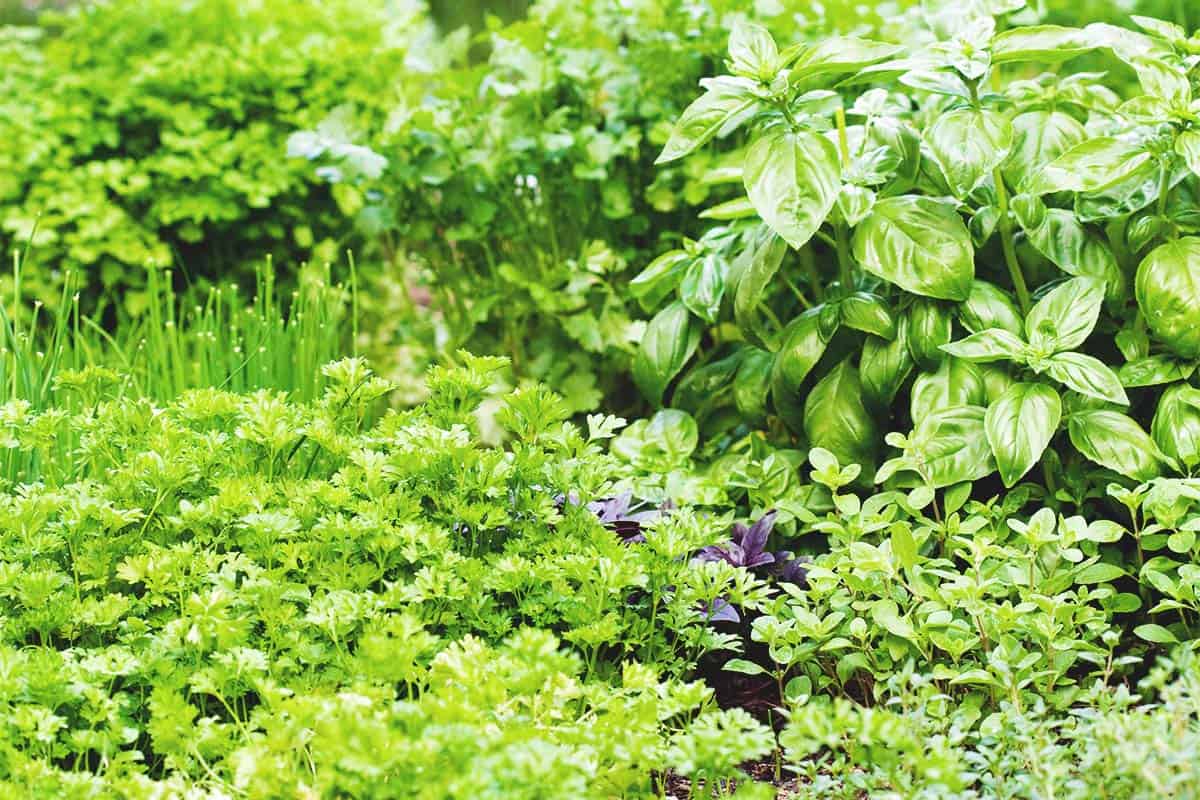 Анис обыкновенный — вкусная салатная зелень и ароматная специя