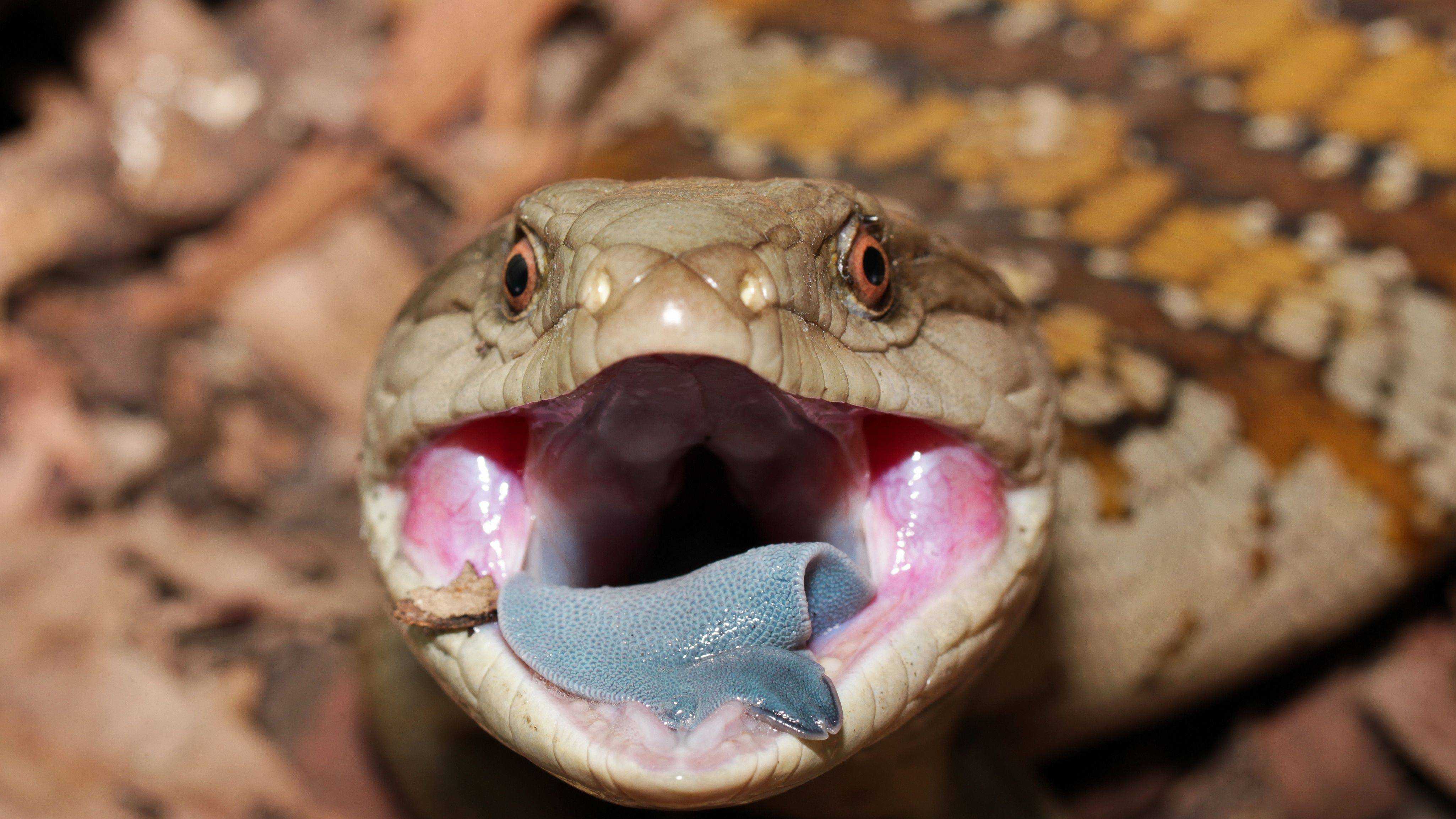Рот ящерицы. Сцинк змея. Змея с языком.