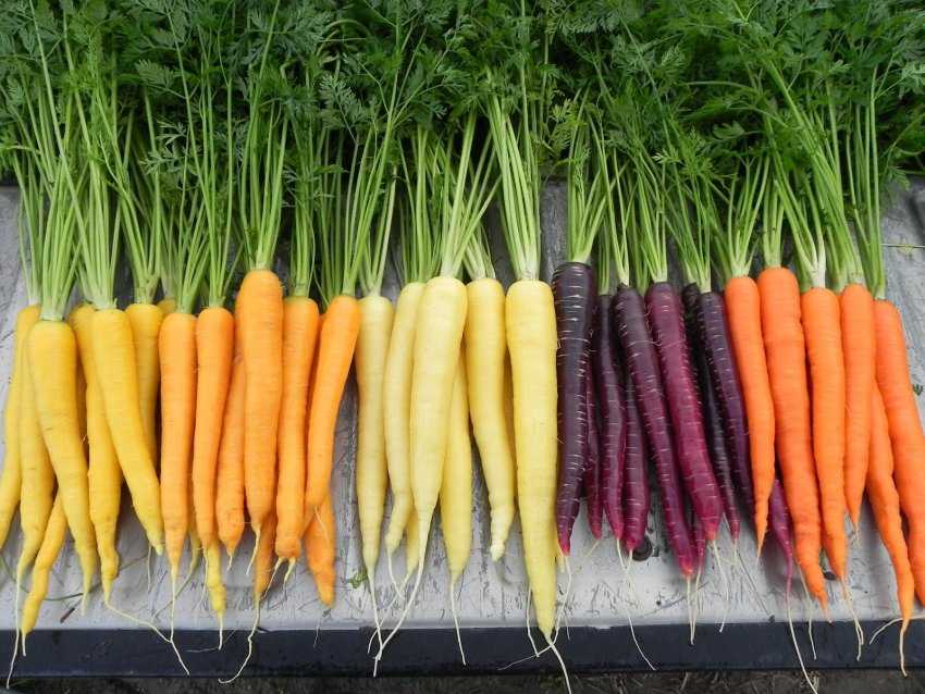 Король и королева осеннего сезона в наших краях - это буряк и морковь Что же можно приготовить из этих ярких корнеплодов для деток Подборка самых вкусных рецептов для детей
