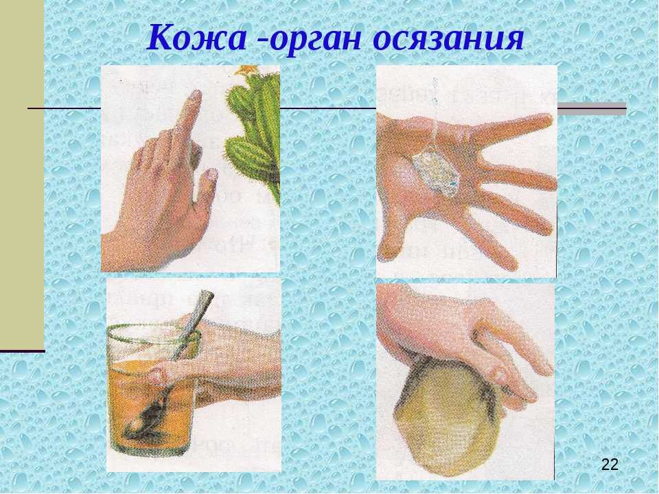 Орган осязания. Органы чувств осязание. Органы чувств кожа.