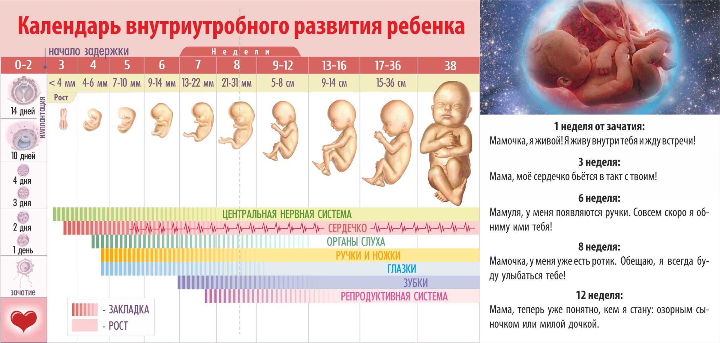 Развитие плода по неделям. Период развития эмбриона и плода по неделям. Размер плода на 1 месяце беременности. Стадии формирования плода по неделям беременности. Стадии развития ребенка в утробе матери.