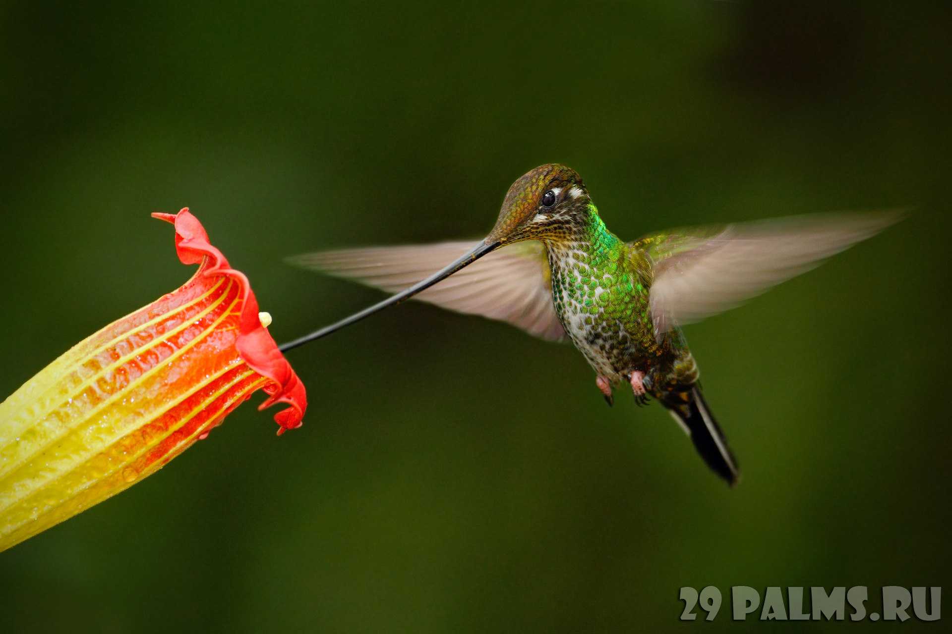 Описание и особенности самой маленькой птички в мире, интересные факты о птице колибри