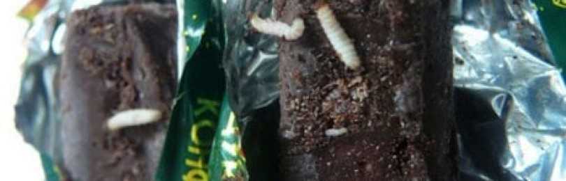 Как избавиться от червей в черешне | садоводство и огородничество
