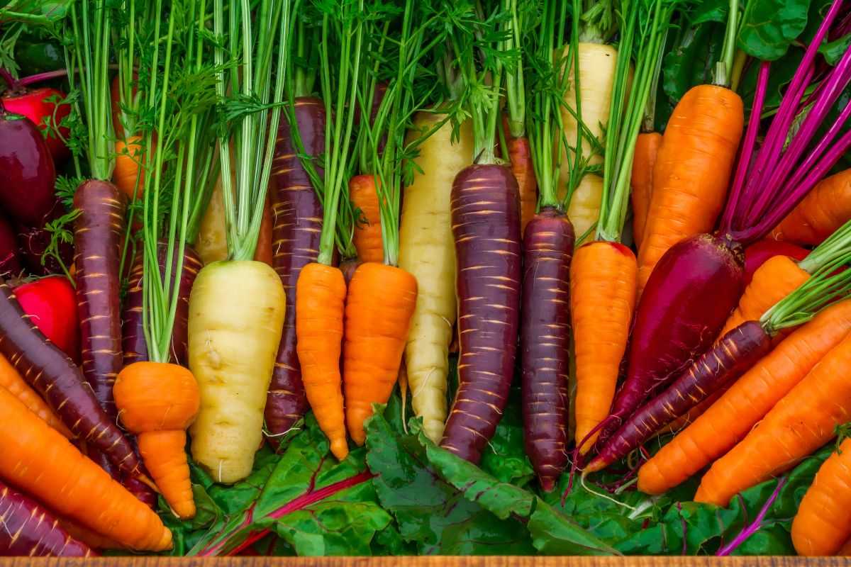 Салаты из моркови со свеклой, 87 рецептов, фото-рецепты