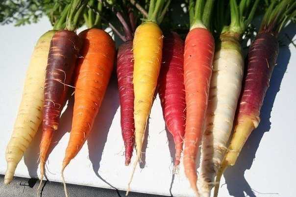 Рассказ про морковь для детей, 1-3 класс