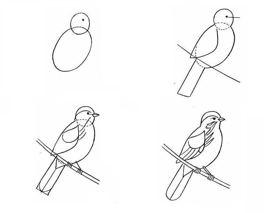 Рисунок птицы 5 класс. Рисование птиц. Этапы рисования птицы. Поэтапное рисование птиц. Последовательное рисование птицы.
