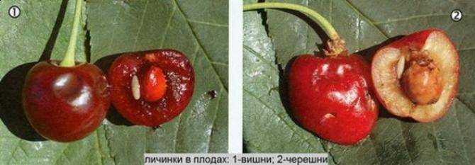 Черви в черешне: как избавиться от червяков, что делать с ягодами