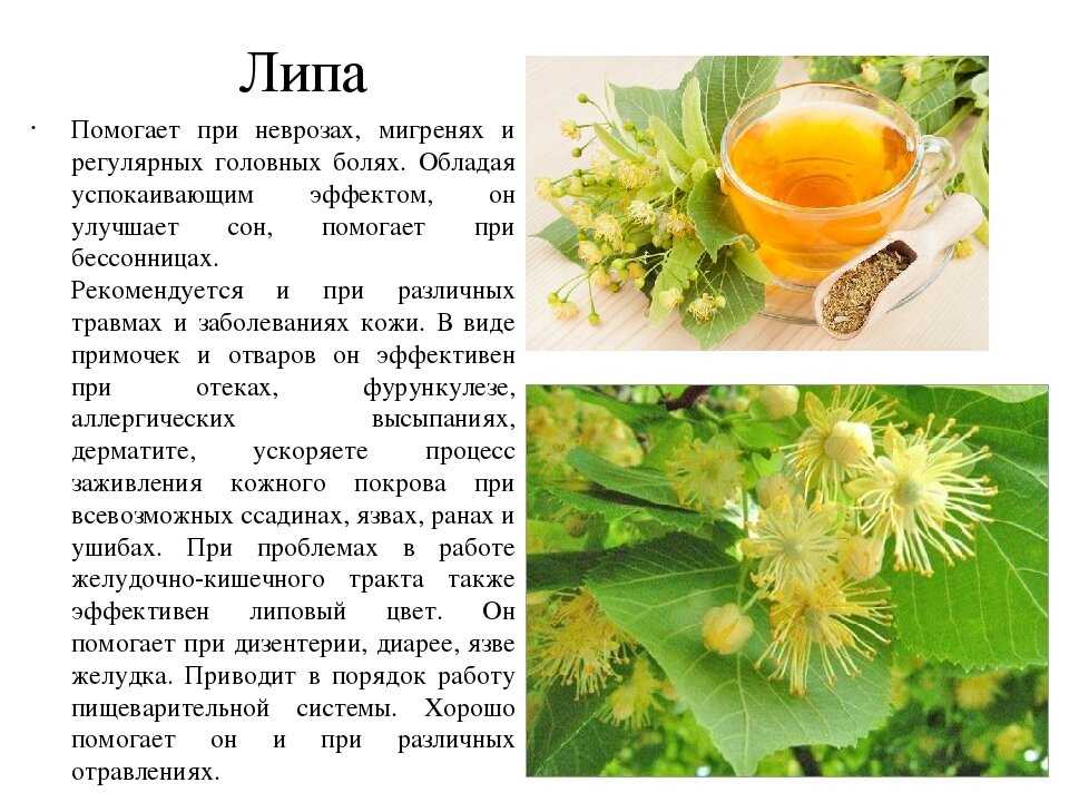 Липовый цвет признанный эликсир здоровья, нет сомнений в том, что сезон цветения нужно использовать по полной Но как любое лекарст