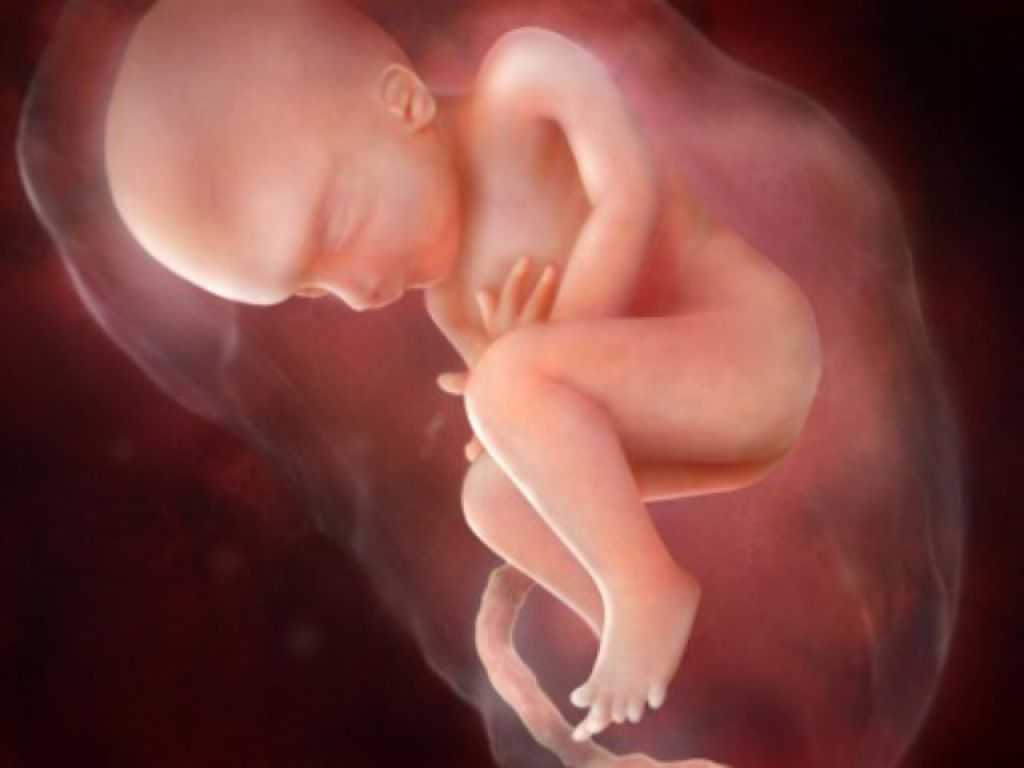 Как выглядят 26 недели беременности. 28 Недель эмбрионального развития. Плод на 28 неделе беременности. Ребенок в утробе 28 недель беременности. Плод в 27-28 недель беременности.
