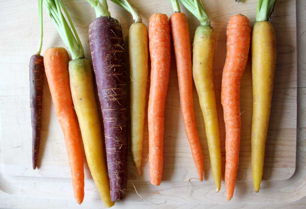 Почему морковь растет корявая и рогатая – причины и что делать?
