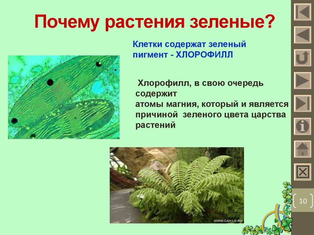 Зеленые растения являются ответ. Почему растения зеленые. Почему растения зелвне. Осему растения зелёные. Почему растения имеют зеленый цвет.