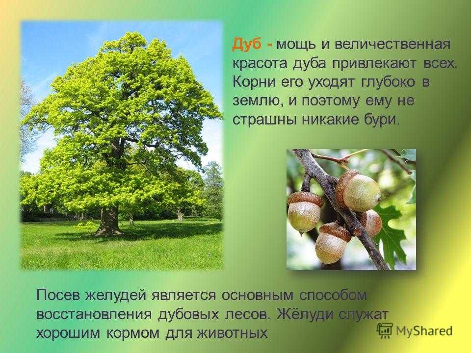 Почему дуб является памятником живой природы. Деревья это живые предметы. Красота дуба сообщение. Почему дуб относиться к живой природе. Дерева которые долго жывут.