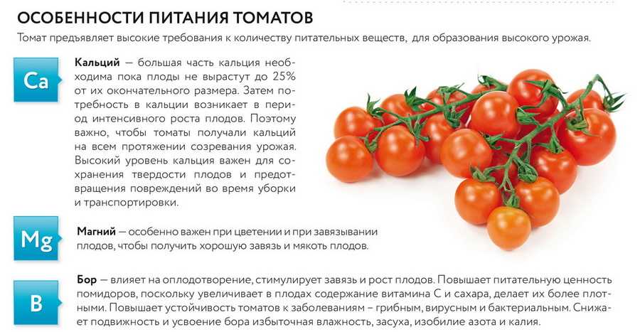 С какого возраста ребенку можно помидоры и в чем польза этих овощей?