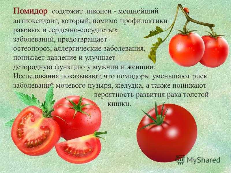 Что полезного в помидорах